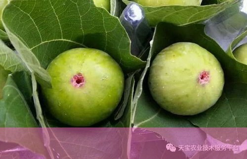 兴文娃儿童年记忆：无花果干竟然是用萝卜打造而成？