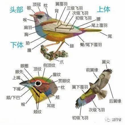 尾羽短小的秘密：揭秘鸟类独特生存法则背后的故事