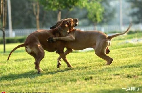 新手必读：法老王猎犬喂养秘诀，这几招关键却常被忽视！