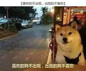 为何中华田园犬在城市中备受争议？禁养背后真相引人深思！