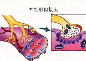 神经肌肉兴奋传递特点何在？单向传导过程简述？