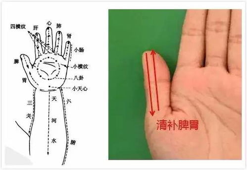 如何进行小儿推拿调理脾胃？详解手法步骤及视频教程