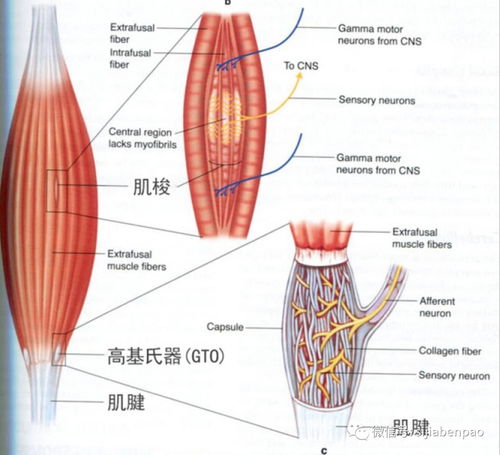 神经肌肉兴奋性增高意味着什么，如何影响收缩关系？