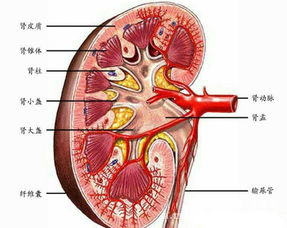 肾的功能有哪些？肾的作用及其重要性揭秘