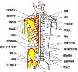 你想了解身体各部位的功能和用途吗？这里有一份详细介绍！