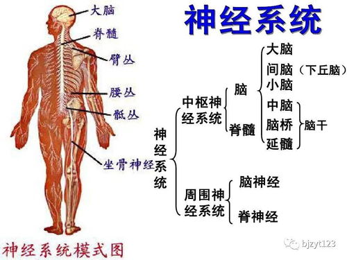 如何有效恢复神经紊乱，避免复发及锻炼方法？