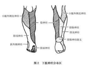 神经肌肉兴奋性增加是由何原因？表现有哪些？