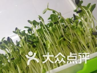 菜智康芽苗公司发展如何？山东菜智康菜智星科技有限公司前景好吗？