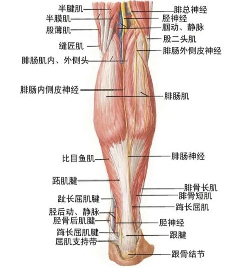 感觉腿内神经跳动是什么原因？如何识别腿部神经跳动的病症？