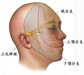 钙对神经肌肉兴奋性有影响吗？低钙时为何兴奋性会增高？