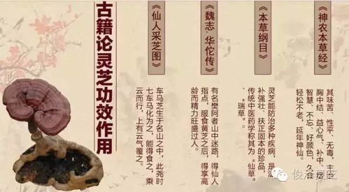 如何理解“弘德养正”的含义？探索弘德养心与弘养正道的深层意思