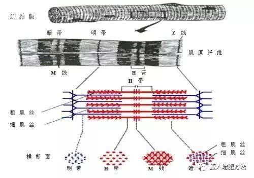 肌肉受到刺激后为什么会收缩？收缩力的产生机制是什么？