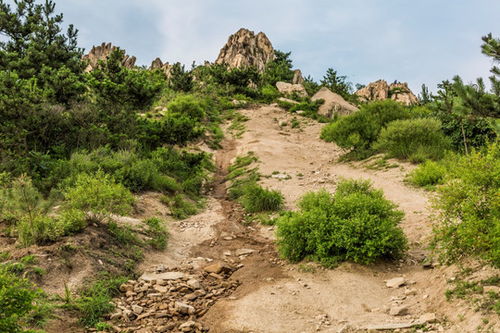 山林承包后种什么最赚钱？山林地还能经营哪些项目？