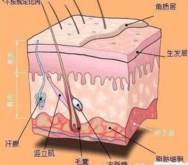 怎么确定肝排毒放血位置？肝区放血后皮肤变好是哪些血位有效？