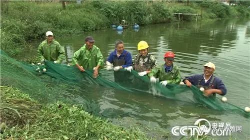 鱼缸养殖哪种鱼最盈利？鱼缸养鱼如何实现赚钱？