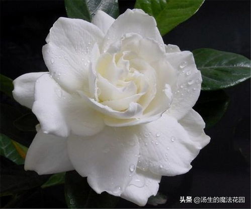 花乙料多少钱一吨？花丙料价格如何？花乙料回收与加工技巧一览