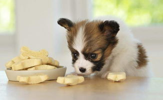 蝴蝶犬零食大揭秘：哪些美味又健康，你的爱犬不能错过！