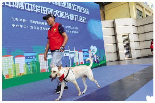 广东养犬新风尚悄然兴起：文明管理如何引领潮流？