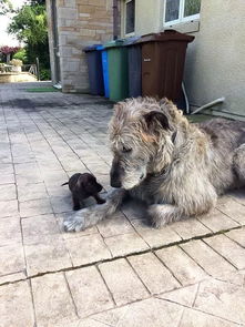 爱尔兰猎狼犬：身高挑战成年人，撒娇萌态不减，探秘其独特魅力！