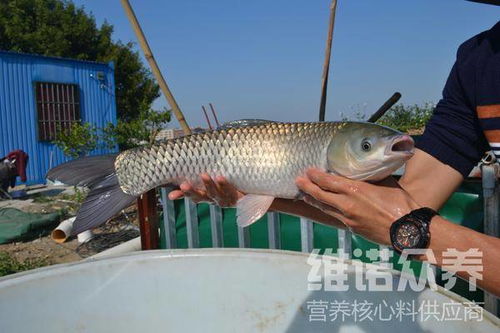 探讨幼鱼培育的关键技巧与科学喂养方法