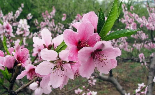 花桃平台是什么？如何通过花桃邀请实现盈利？