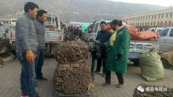 玉溪的当归药材批发市场究竟位于何处？谁能提供一份详尽的地址指南？