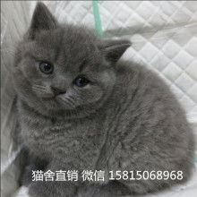 如何挑选优质的英短蓝猫幼崽，有哪些要点需要注意？