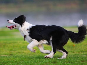 荷兰牧羊犬饲养难度解析：它是你的理想宠物吗？