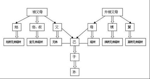 如何区分旁系亲属及其关系？详解家庭关系中的旁系概念